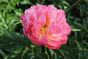 Paeonia Pink Hawaiian Coral